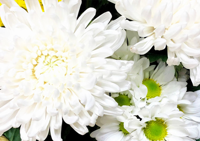 白い菊の花